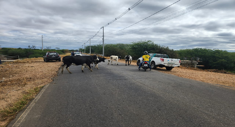 Operação Gado Zero: Juazeiro segue apreendendo animais de grande porte